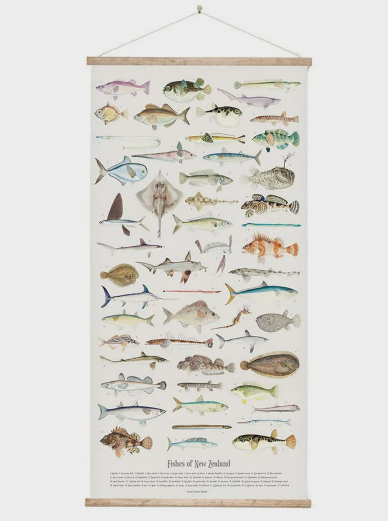 Fishes of NZ Wall Chart