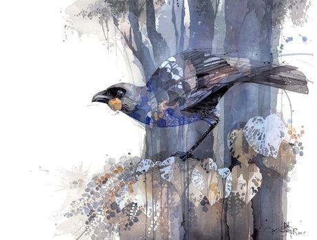 Grey Ghost South Island Kokako Rachel Walker Walkerillo
